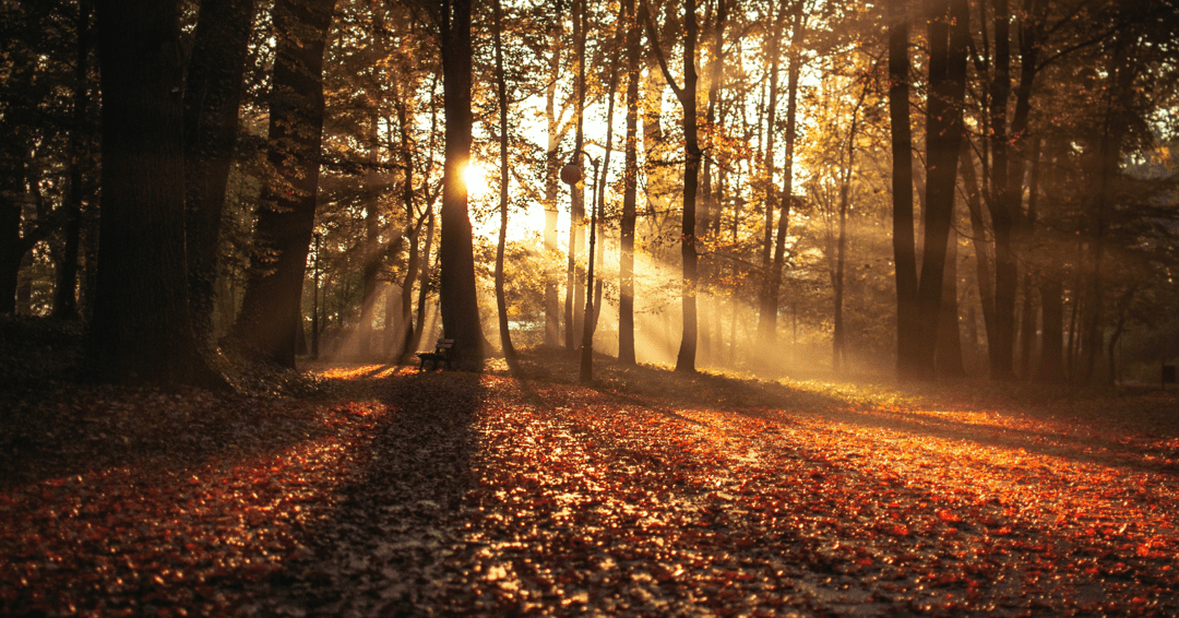 Low sun beaming through autumn forest