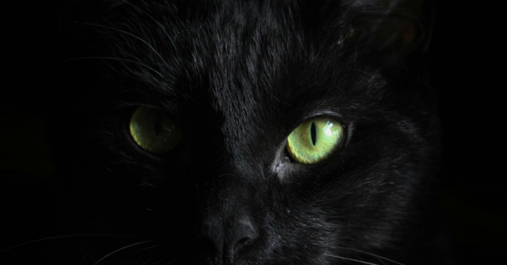 Close up of a black cat with green eyes