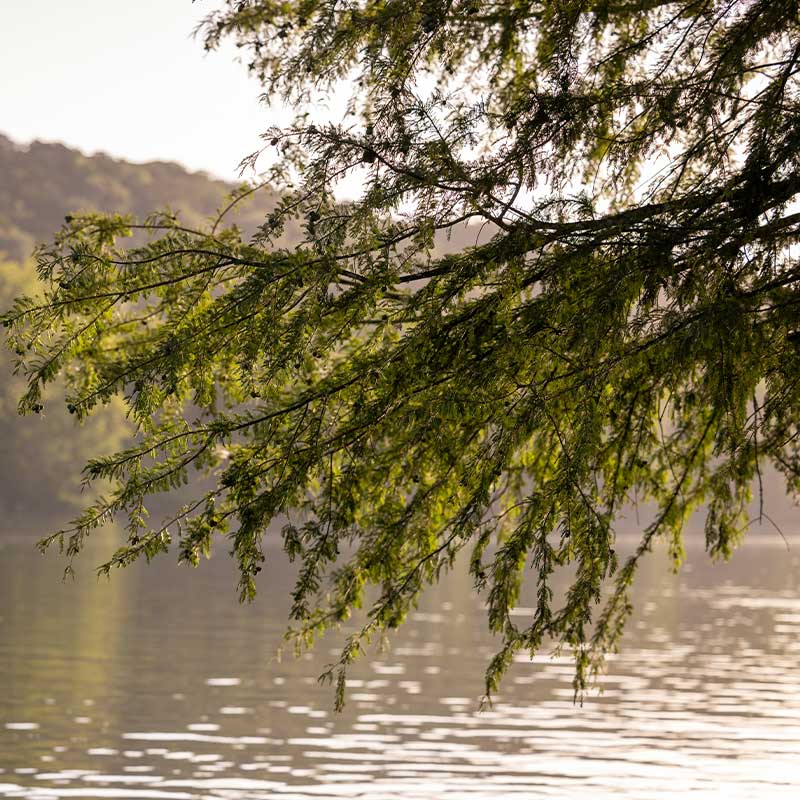 View of a lake through the branches of a fern tree. 