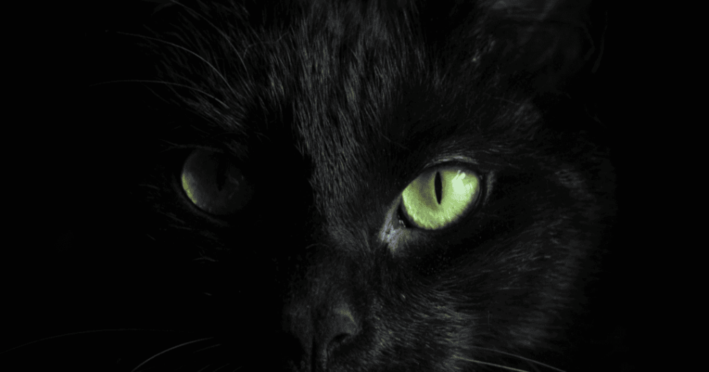 Close up of a black cat's face with green eyes