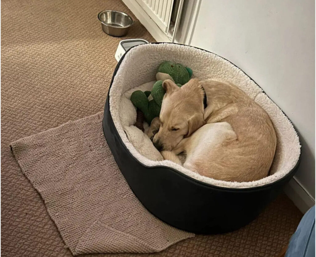 Donny my guide dog curled up in bed.
