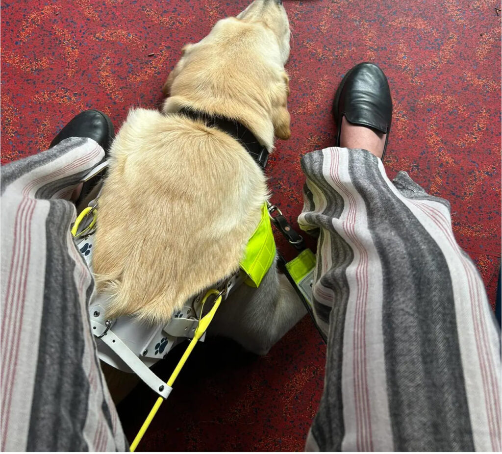 Donny my guide dog sitting at my feet on the bus. Chin on the floor and harness on.